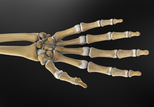 Lower Arm & Hand