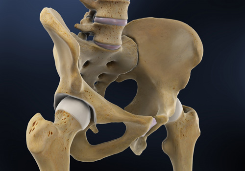 Hip & Pelvis