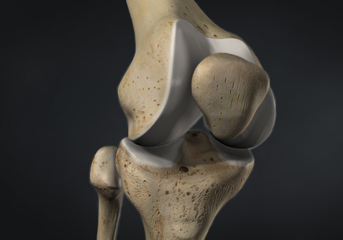 Leg & Knee