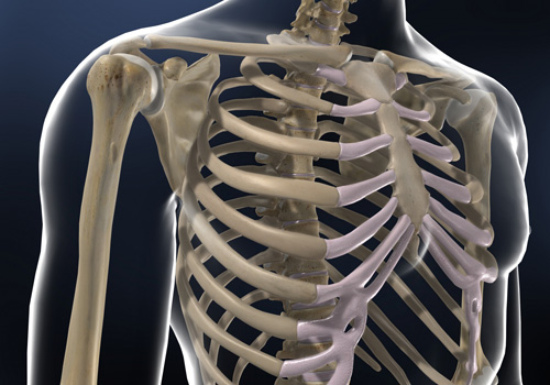 Shoulder & Upper Arm
